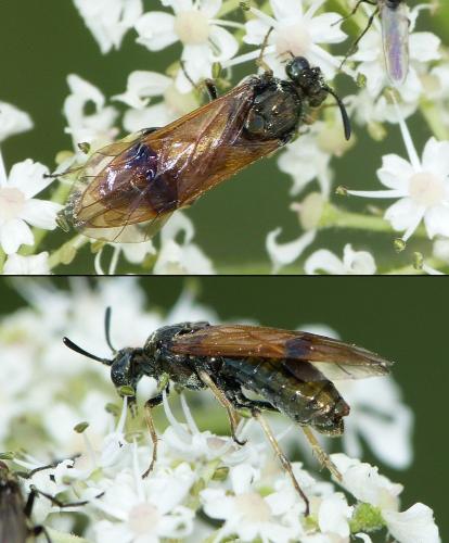 Arge ustulata